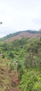 Puncak Tahura Bukit Mangkol Dirambah, Sampai Kini Diduga Belum Ada Penetapan Pelaku