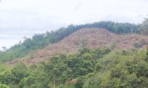 Babak Baru Perambahan Hutan Konservasi Tahura Bukit Mangkol