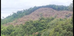 Pamhut dan DLH Bangka Tengah Diduga Lalai Serta Lakukan Pembiaran, 10 Ha Lahan Konservasi Di Rambah OTD