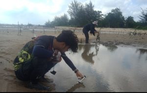 10 Ha Restorasi Lahan Mangrove di Pesisir Payak Ubi Toboali,Terancam Musnah