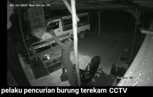 Viral, Seorang Pria Di Desa Rias Terekam CCTV Curi Burung Dalam Sangkar