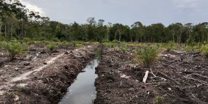 Hutan Lindung Dirambah Pengusaha, Diduga Ada Unsur Pembiaran oleh Pemdes Tanjung Pura