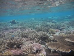 PT TPI Berencana Investasi di Pulau Gelasa, Ribuan Terumbu Karang dan Habitat Penyu Terancam Punah