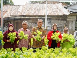 Pj Walikota Panen Sayuran Bersama Kelompok Wanita Taning Kemuning