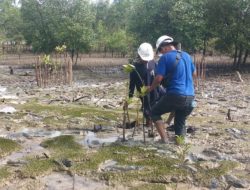 Jaga Kelestarian Alam, PT Timah Konsisten Lakukan Penanaman Mangrove