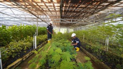 Reklamasi, PT Timah Sulap Bekas Tambang Menjadi Lahan Hijau