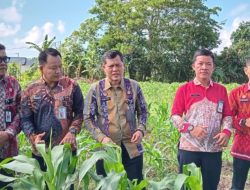 Hidayat dan Jajaran Pastikan Ketahanan Pangan di Lapas Pangkalpinang Dengan Berkebun Jagung