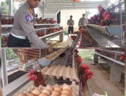 Sukses Kembangkan Peternakan Ayam Petelur, Ditlantas Polda Babel Panen Telur Dan Bagi Masyarakat