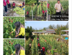 Polsek Koba Panen Jagung Di Pekarangan Kantor, Dukung Ketahanan Pangan