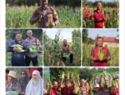 Polres Bangka Tengah Gelar Panen Raya Jagung, Dukung Ketahanan Pangan Dan Petani Lokal