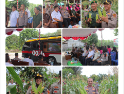 Panen Raya Jagung Di Desa Lubuk Lingkuk, Komitmen Polres Bangka Tengah Dukung Ketahanan Pangan