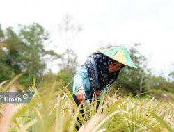 Zulyanti: Sosok Inspiratif di Balik Keberhasilan Kelompok Tani Aek Jelutung bersama Program PT Timah