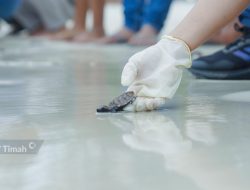 PT Timah Dan MIND ID Lepasliarkan 74 Tukik Di Belitung