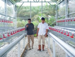 Kelompok Tani Sumber Rezeki Terima Bantuan PT Timah Untuk Usaha Ayam Petelur