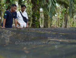 Bangkitkan Usaha Perikanan, PT Timah Bantu Peternak Lele Di Bangka Barat