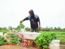 Dukung Ketahanan Pangan, PT Timah Dirikan Farm Estate Di Tanjung Ular