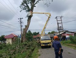 Antisipasi Musim Hujan, PT Timah Dan PLN Amankan Pohon Rawan Tumbang
