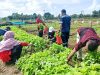 Dukung Ketahanan Pangan, PT Timah Gerakkan Farm Estate Tanjung Ular