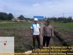 Polres Bangka Tengah Dukung Ketahanan Pangan, Kapolsek Namang Tinjau Lahan Produktif Jagung Hibrida