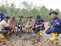 PT Timah Tanam 2.500 Mangrove Di Pantai Batu Kucing