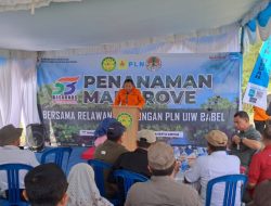 HUT Basarnas Ke 53, Kansar Pangkalpinang Gelar Penanaman Mangrove