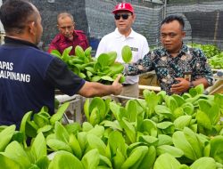 Kakanwil Ditjenpas Babel Panen Kacang Tanah dan Pakcoy di Lapas Pangkalpinang