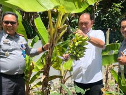 Panen Sayuran di Bapas Tanjung Pandan, Kakanwil Ditjenpas Babel: Ini Bentuk Nyata Dukung Program Akselerasi Menteri Imipas