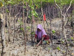 Tanam 12 Ribu Bibit Mangrove, Kolaborasi PT Timah Bersama Masyarakat Kundur Jaga Ekosistem Pesisir