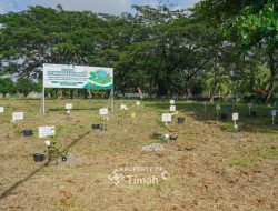 Tingkatkan Ketahanan Energi, Kolaborasi PT Timah  Bersama PLN Dan METI Tanam 1500 Pohon Angsana