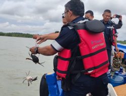Tebar 300 Bibit Kepiting Bakau, PT Timah Komitmen Jaga Kelestarian Kepiting Dan  Tingkatkan Ekonomi Nelayan Kundur