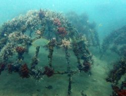 Program Rehabilitasi Ekosistem Laut PT Timah, Artificial Reef Di Rambak Berhasil Jadi Karang Alami