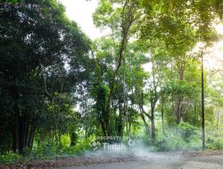 Konservasi Hutan Kehati, Pelepasliaran Satwa Dilindungi, Dan Reklamasi Laut, Langkah Nyata PT Timah Menjaga Keberlanjutan
