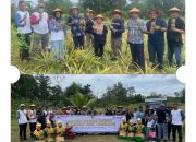 Kolaborasi PT Timah Dan Kelompok Tani Air Jelutung Desa Badau, Sulap Lahan Bekas Tambang Jadi Kebun Nanas
