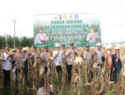 Polres Bangka Tengah Panen Jagung Bersama Di Desa Belilik, Dukung Ketahanan Pangan Daerah