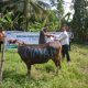 Tebar Kebaikan Dan Berbagi Kebahagiaan, PT Timah Distribusikan Hewan Kurban Ke Pulau Dan Desa Terpencil Di Kabupaten Kepulauan Meranti