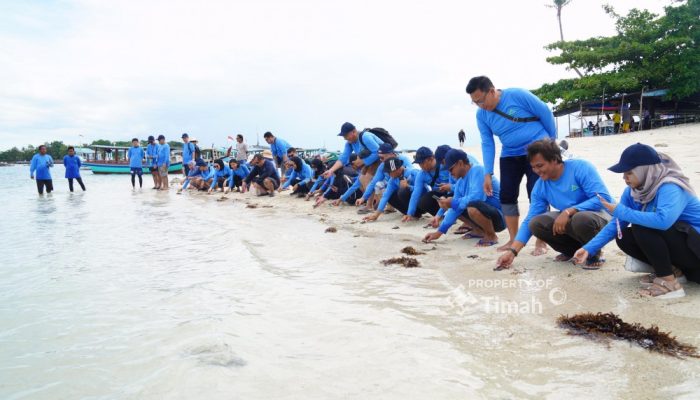 Dukung Pariwisata Dan Ekosistem Laut, PT TIMAH Tbk Bersama AAI Sumbagsel Lepas Liar Tukik Sisik Di Pulau Kelayang