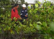 Melalui Program Seribu Pohon untuk Negeri, PT TIMAH Tbk Perkuat Pelestarian Lingkungan di Wilayah Operasional