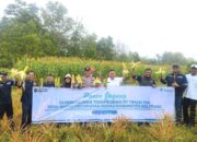 Manfaatkan Lahan Bekas Tambang, PT TIMAH Tbk Bersama Kelompok Tani Badau Panen Jagung 1,5 Ton