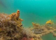 PT TIMAH Tbk Dorong Pemulihan Ekosistem Pesisir Lewat Program Coral Garden Berkelanjutan