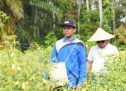Komitmen Pembangunan Berkelanjutan, PT TIMAH Bina Petani dari Hidroponik hingga Bawang Merah