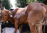 Sambut Idul Adha 1447 H, PT Timah Salurkan 268 Ekor Sapi Kurban ke Wilayah Operasional