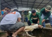 Rayakan Idul Adha, Karyawan PT Timah Berbagi Kebahagiaan Lewat Kurban untuk Masyarakat