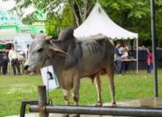 Dongkrak Ekonomi Lokal, PT Timah Serap Puluhan Sapi dari Peternak di Belitung