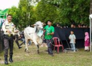 Tuai Apresiasi Kepala Daerah, PT Timah Komitmen Konsisten Berbagi Lewat Program Kurban