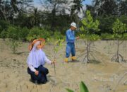 Komitmen PT TIMAH Jaga Lingkungan, Puluhan Ribu Mangrove Ditanam di Bangka Belitung dan Kepulauan Riau