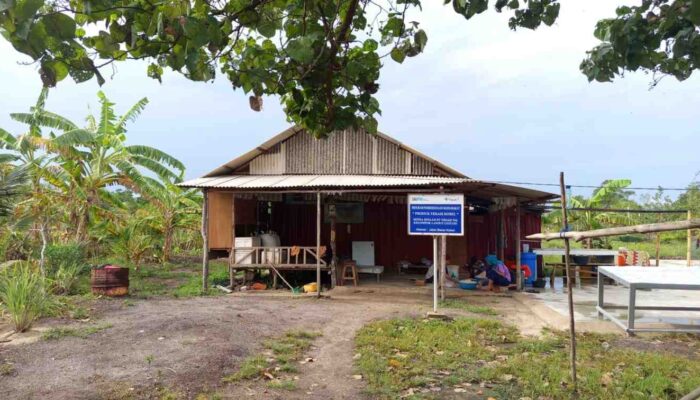 PT TIMAH Hadirkan Program Pemberdayaan di Sawang Laut Karimun, Budidaya Kakap Putih hingga UMKM Terasi Kian Berkembang