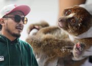 Hadapi Dampak Karhutla, PT TIMAH Bersama Alobi Selamatkan dan Rehabilitasi Satwa Liar Babel